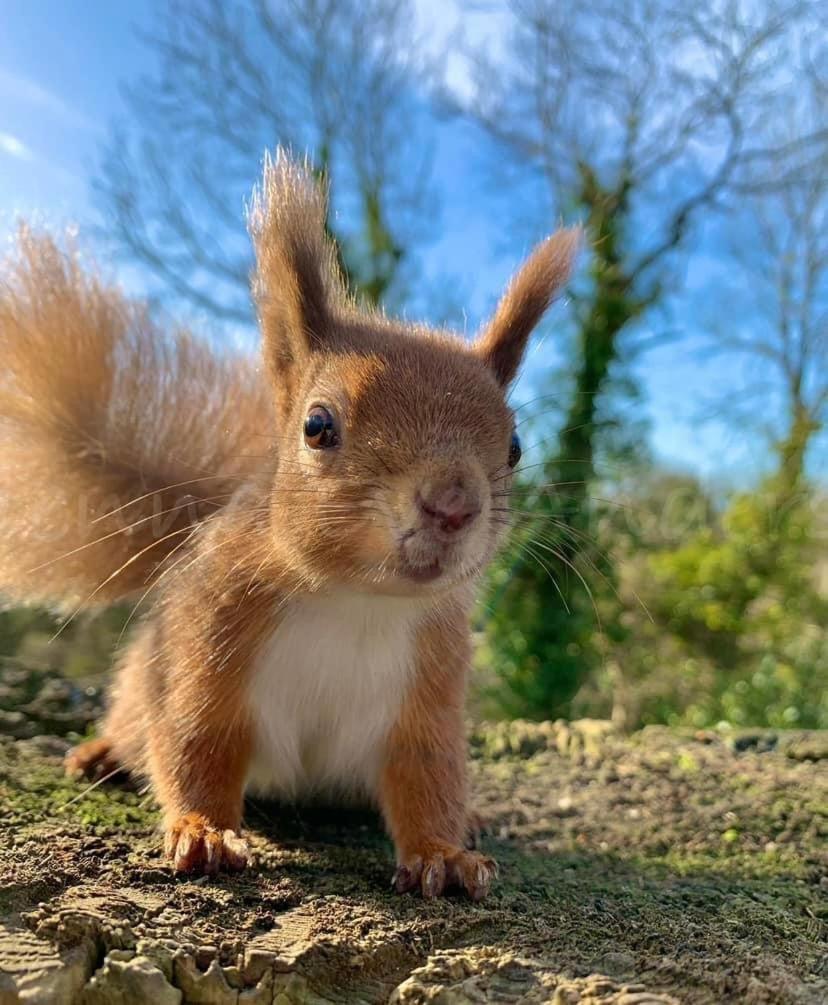 Red Squirrel Lodge Sandown Esterno foto